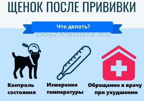 Через сколько дней после прививок можно мыть собаку