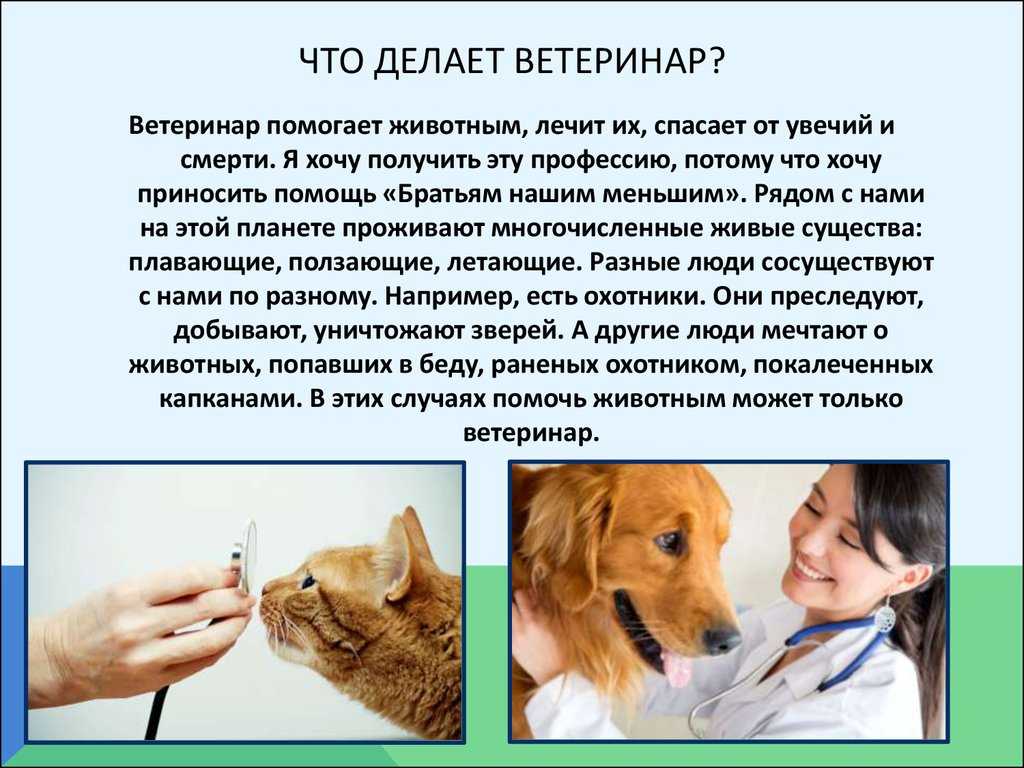 Можно ли собакам давать куриные кости? подробное описание возможных недугов и первая помощь