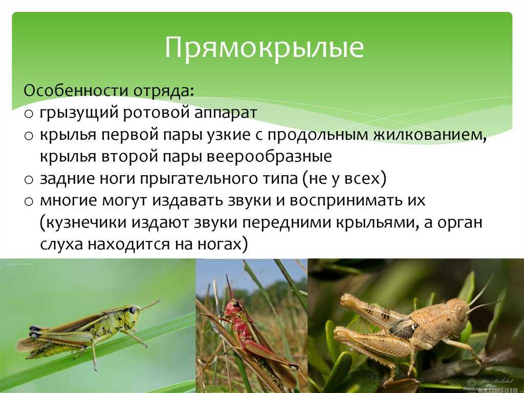какие насекомые являются прямокрылыми Значение, признаки и строение прямокрылых Примеры представителей Тип развития и размножения прямокрылых насекомых Доклад и презентация