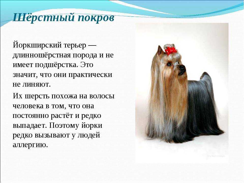 Виды йоркширских терьеров по окрасам и размерам с фото и названиями