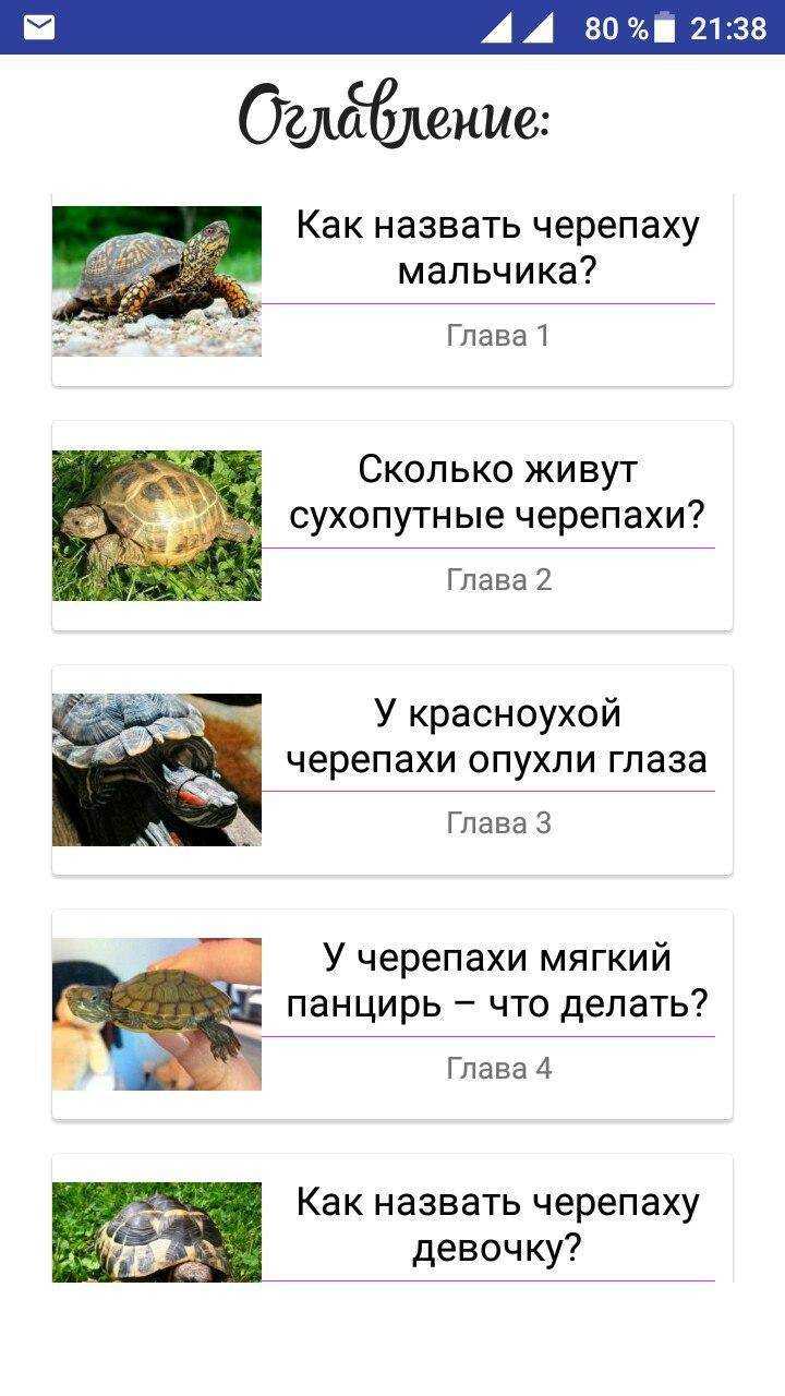 Как можно назвать черепаху девочку и мальчика: список имен
