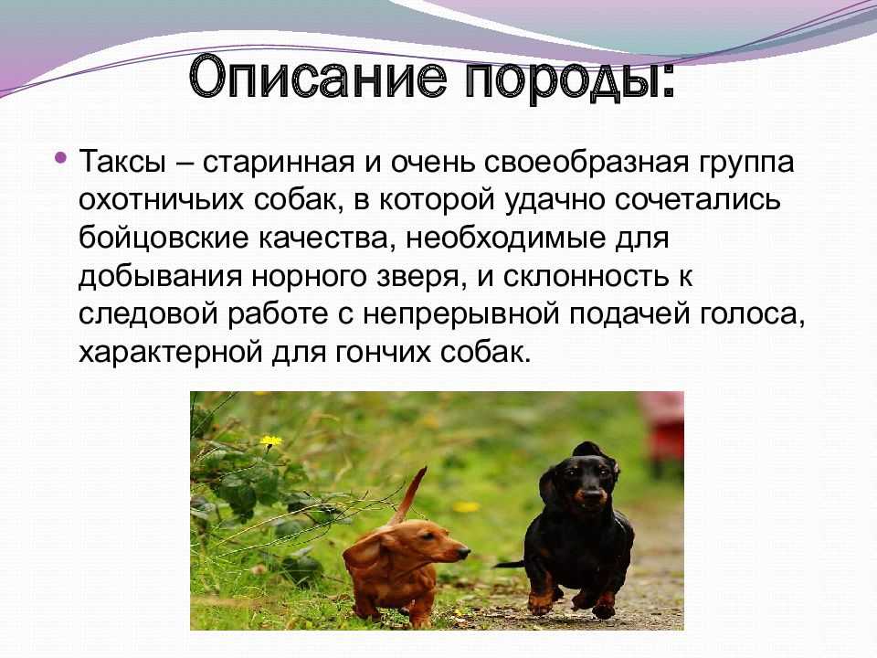 Виды такс