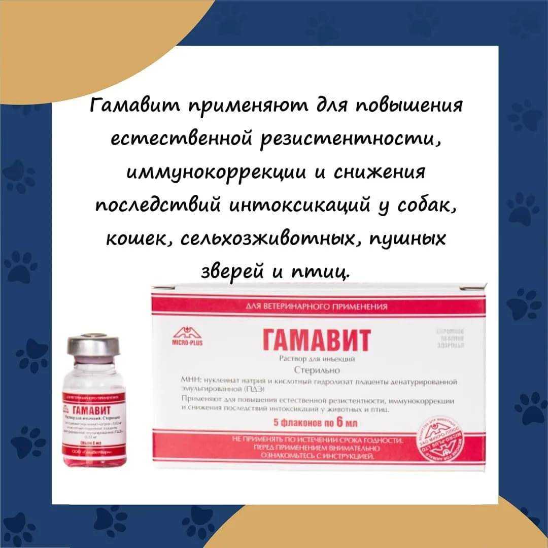 Как давать препарат мильгамма кошке?