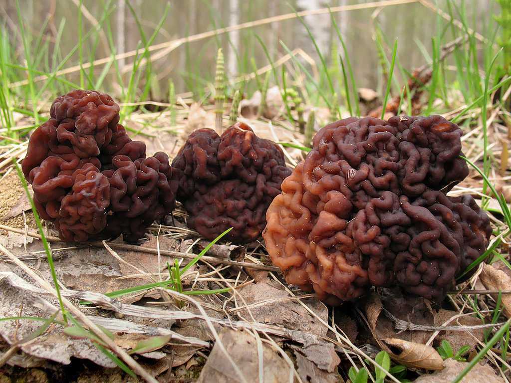 Строчок обыкновенный (лат. gyromitra esculenta)