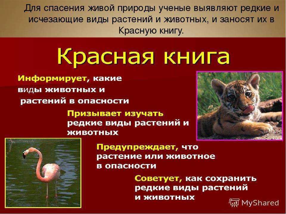 Животные, занесённые в красную книгу хабаровского края