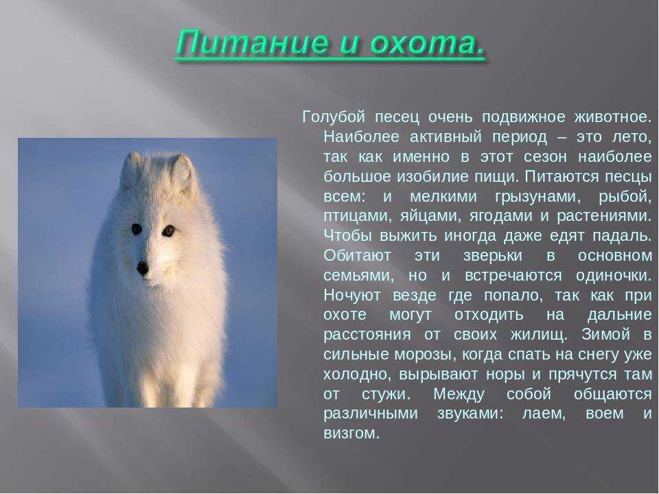 Интересные факты о песце
