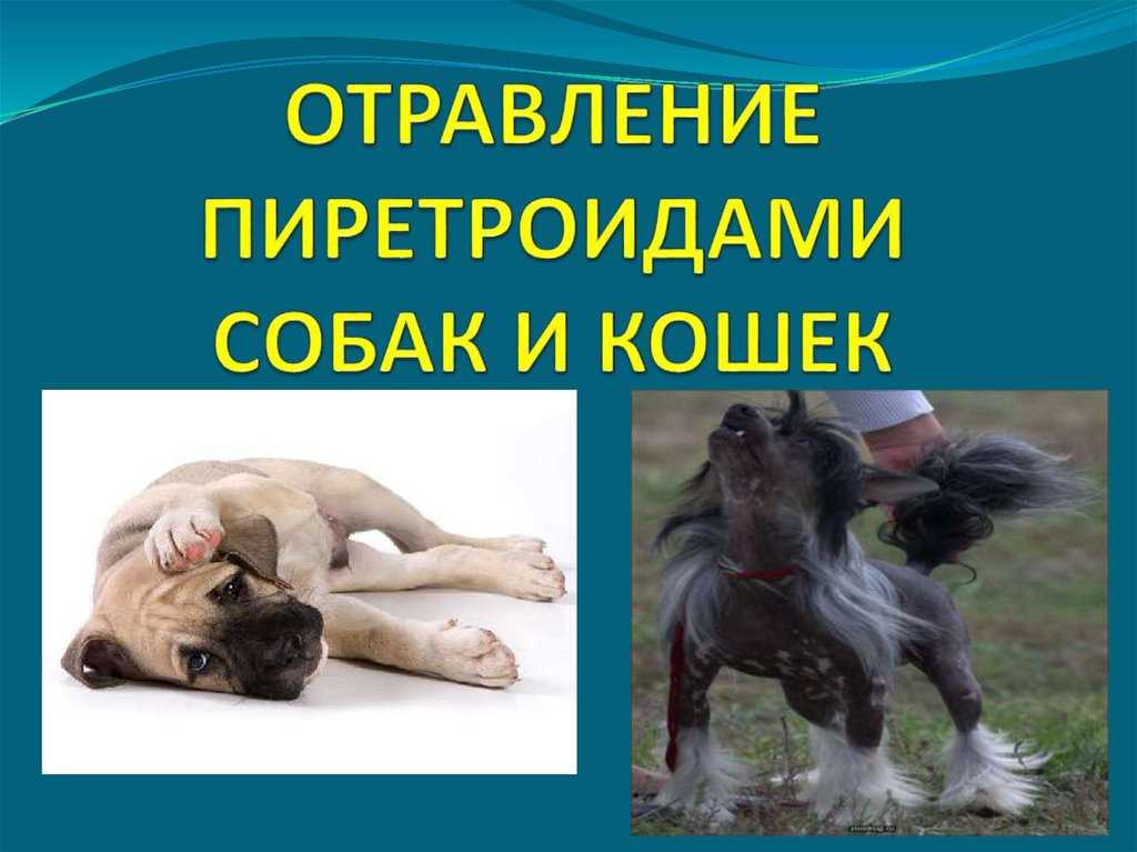 Менингит у собак – разбираемся в причинах и способах лечения
