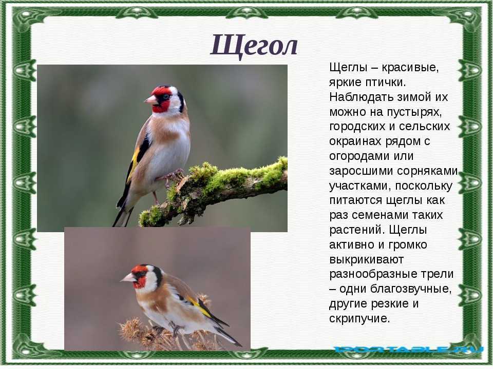 Птица щегол (55 фото): как выглядит черноголовый и обыкновенный, описание, видео