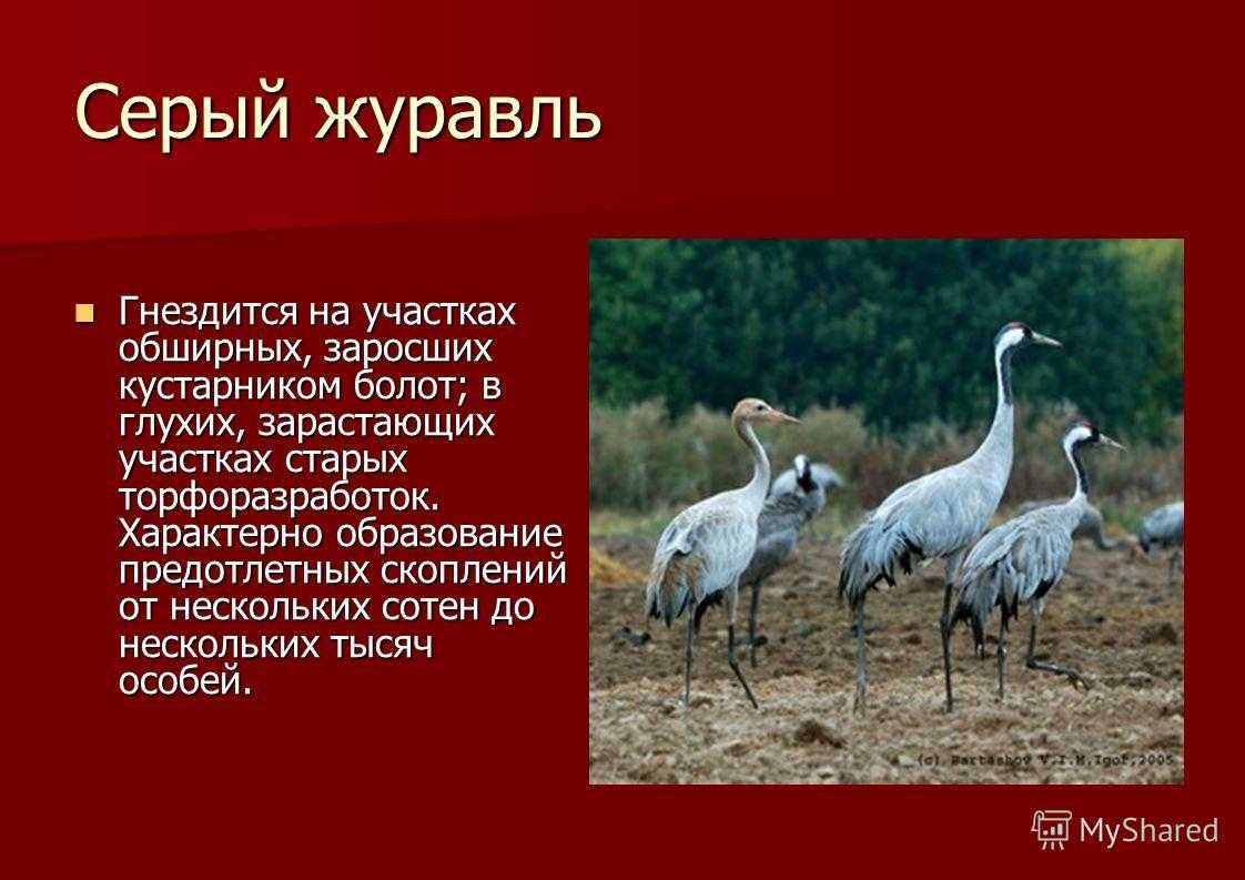 Красная книга тверской области: растения и животные, защищенные законом