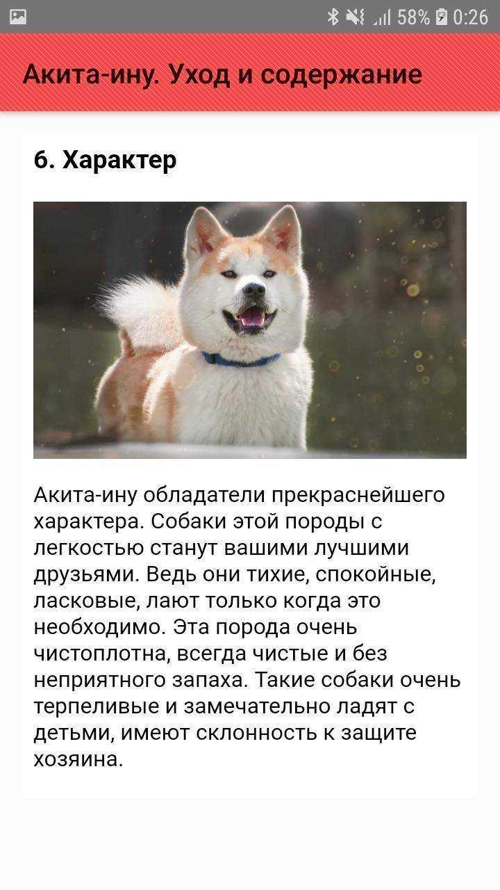 Топ 35: японские породы собак с фото и описанием - большие и маленькие породы собак из японии