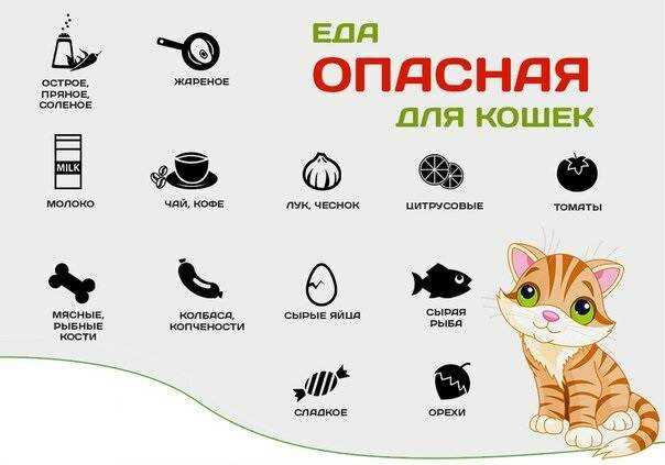 Как кормить месячного котенка без мамы-кошки? частота кормления и рацион