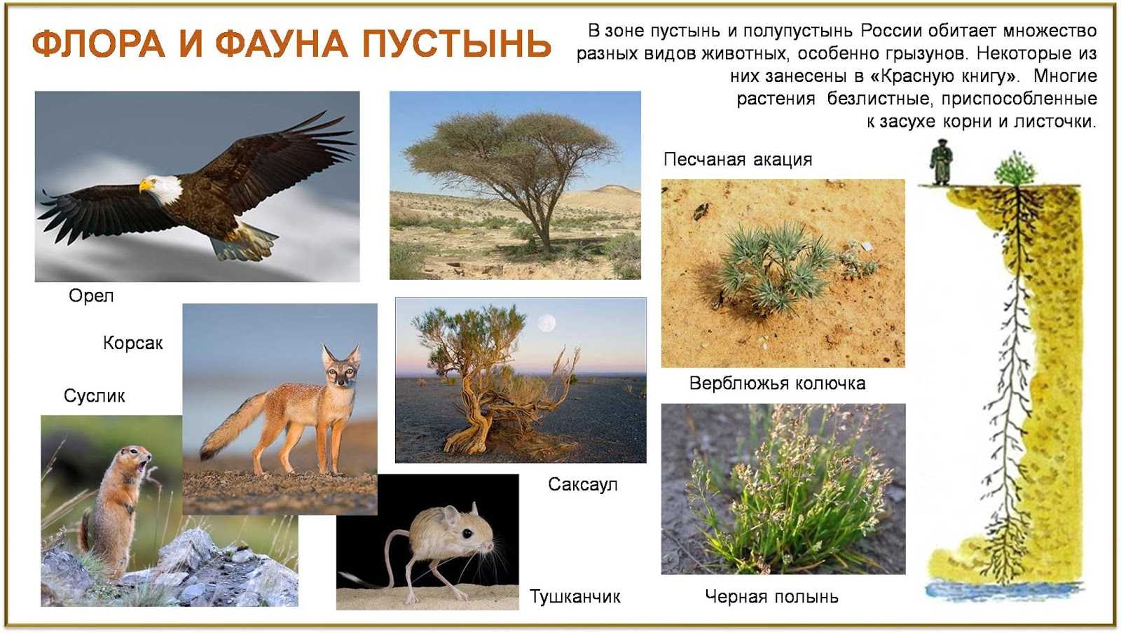 Песчанки: что едят грызуны в пустыне и домашних условиях