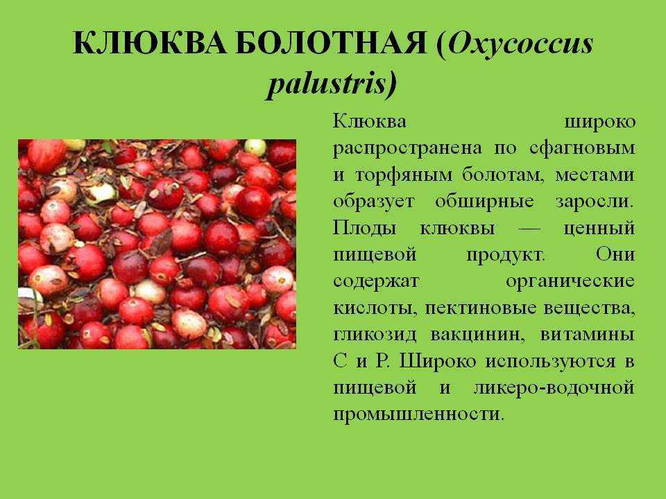 чем полезна болотная клюква и когда она цветет Фотографии и описание болотной клюквы из Красной Книги