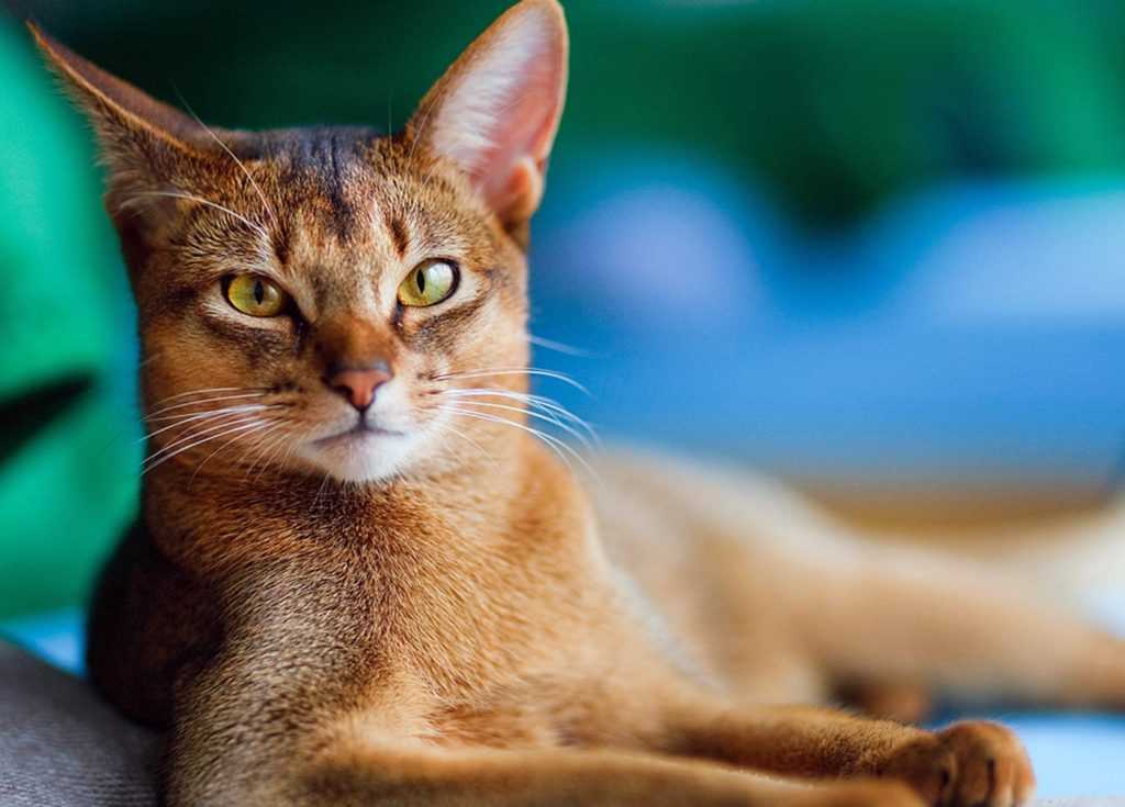 Абиссинская кошка: фото, характер и поведение | whiskas®