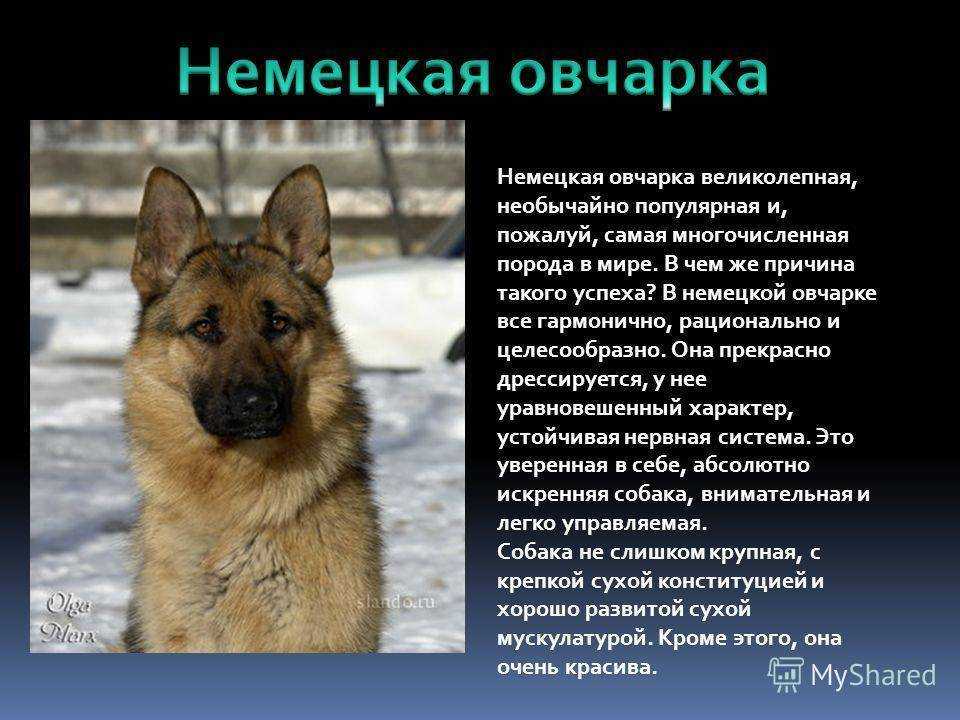 Помесь овчарки и лайки - описание с фотографиями