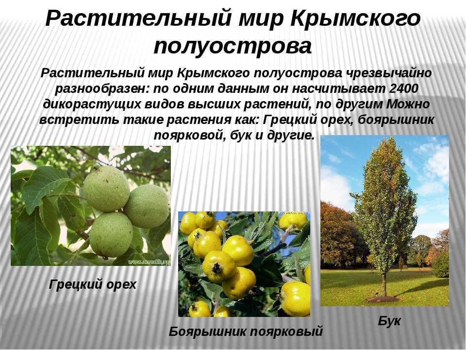 Информация о редких растениях крыма. природа, растения и животные крыма