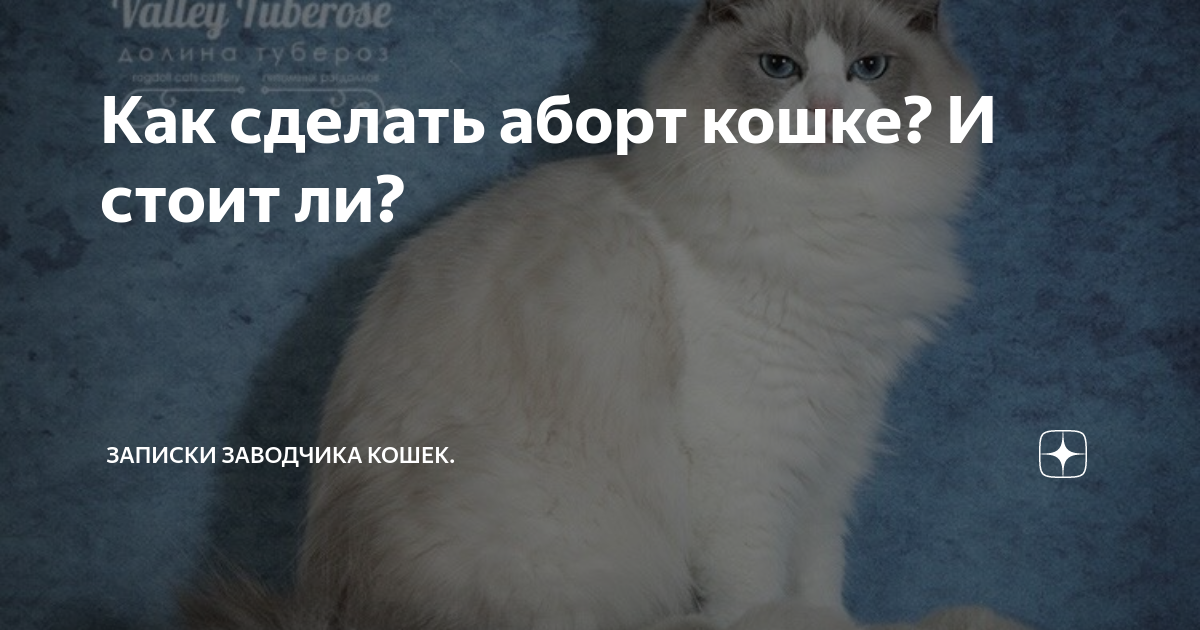 Делают ли аборт кошке и собаке: можно ли делать, виды, осложнения