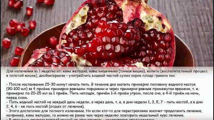 Фрукты собакам: какие можно давать, а какие нет | все о собаках