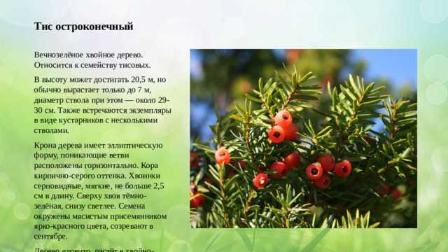 Где растет тиковое дерево?