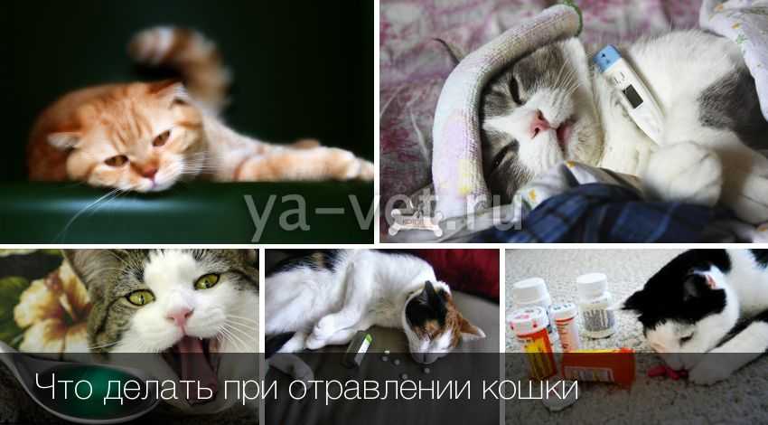 Чем можно отравить кошку без последствия