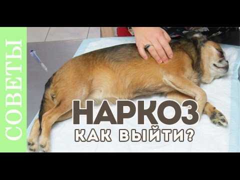Наркоз для собак