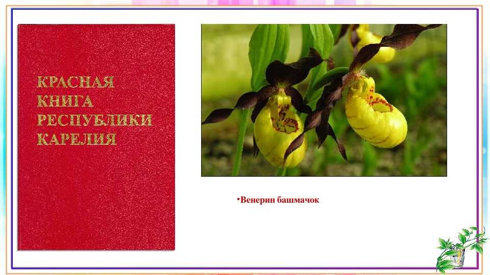Красная книга карелии выполнила: мокеева милена,8лет,ученица 3-го б класса школы 48 г.петрозаводска. - презентация