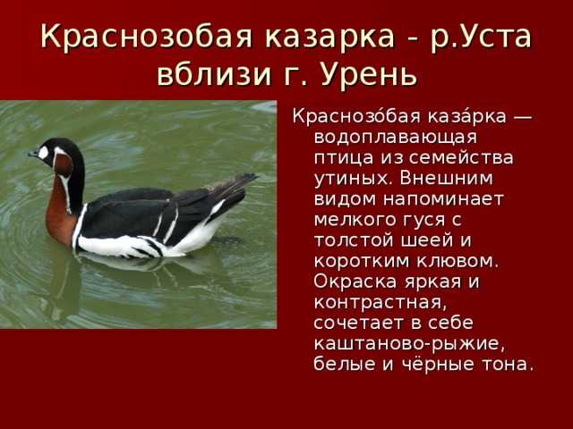 Краснозобая казарка