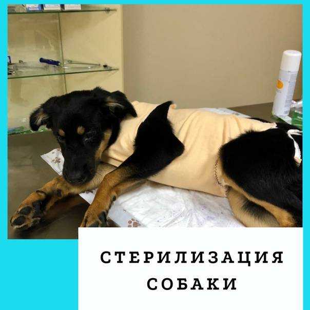 Как ухаживать за собакой после ее стерилизации