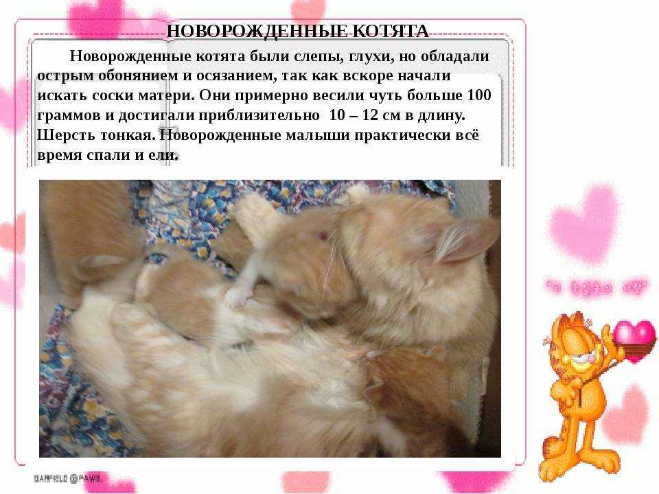 Как определить возраст котенка - wikihow