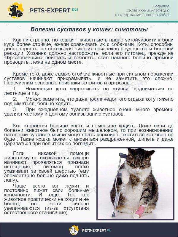 Высокая температура у кошек - симптомы, лечение, препараты, причины появления | наши лучшие друзья