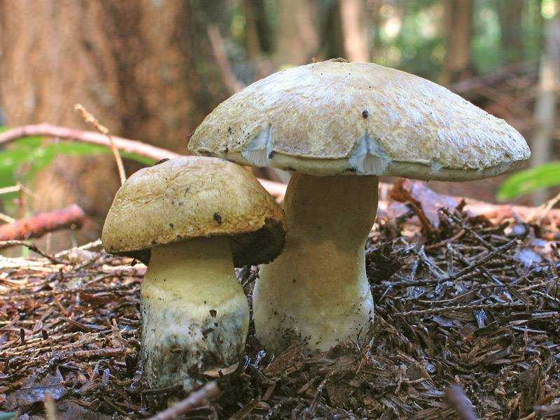 Гриб синяк (gyroporus cyanescens): информация, где растет, фото