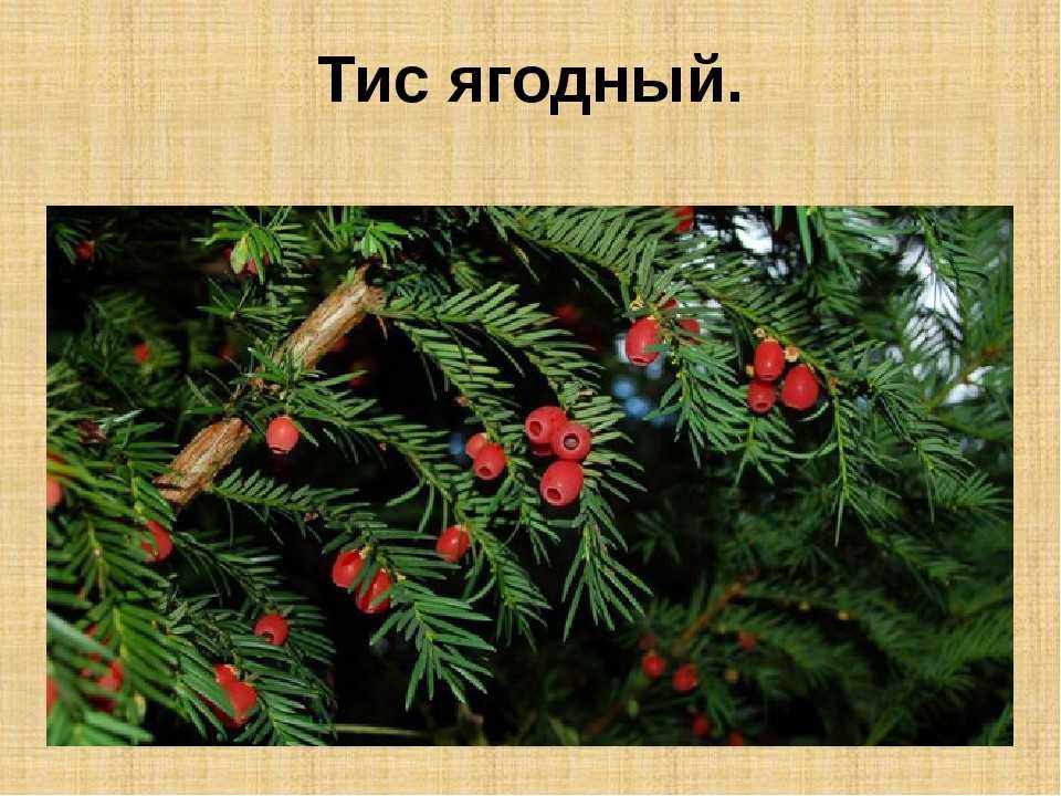 Доклад дерево тис 7 класс