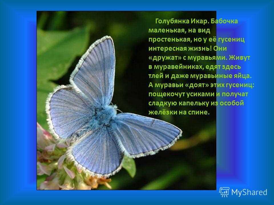 Бабочка гoлyбянка  фото, описание, ареал, питание, враги