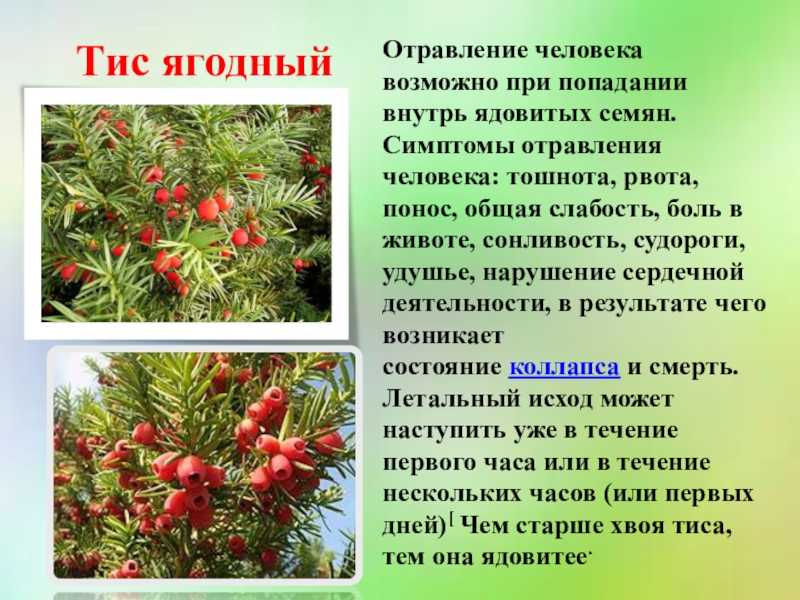 Тис: рекомендации по посадке и уходу в условиях открытого грунта