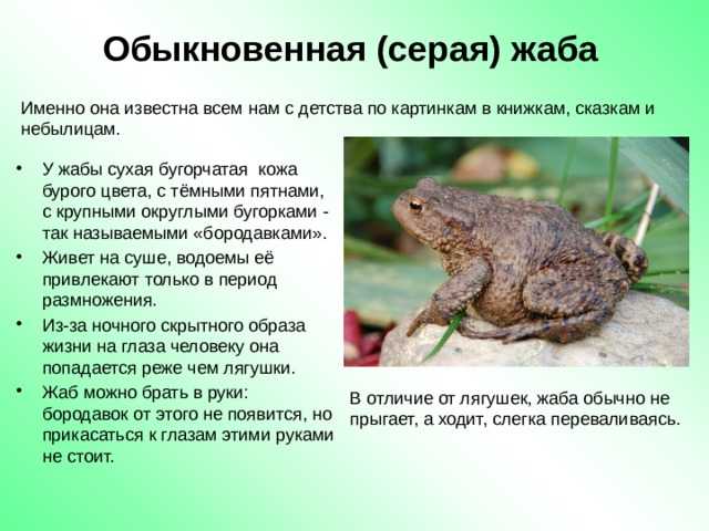 Земляная жаба - описание, где обитает, питание, сколько живет