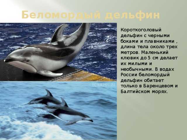 Беломордый дельфин — причины включения в красную книгу