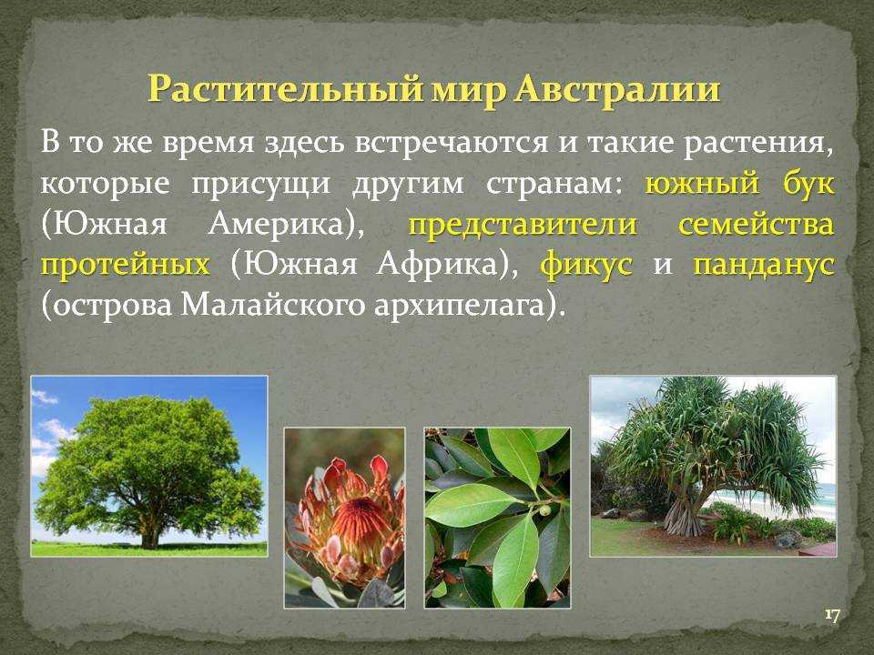 Австралия: животные и растения, какие обитают, краткое описание природы