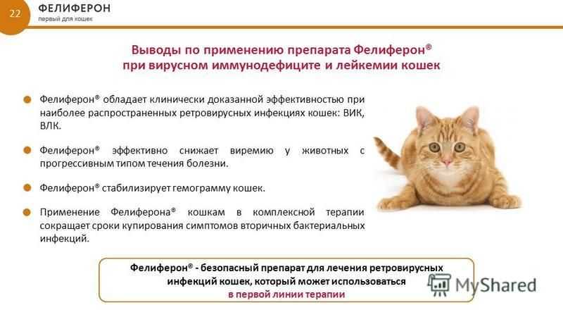 Вик у кошек - симптомы и лечение вирусного иммунодефицита