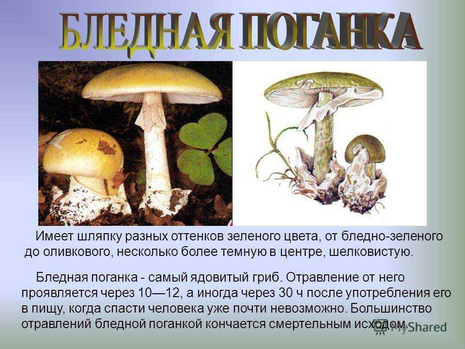 Сообщение про ядовитый гриб бледная поганка - описание, как выглядит и где растет Строение и особенности Съедобные двойники бледной поганки, симптомы отравления Интересные факты, фото и видео гриба