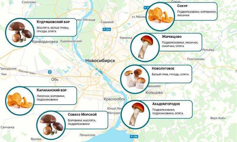 Грибы самарской области: названия, ядовитые, карта грибных мест, фото