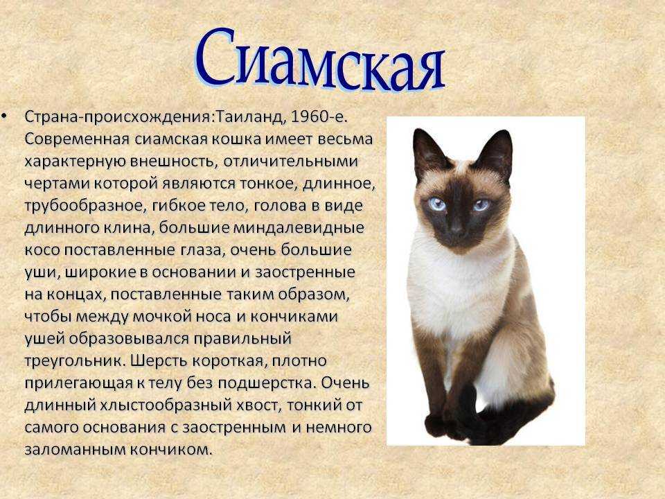 Кого выбрать — кошку или собаку?