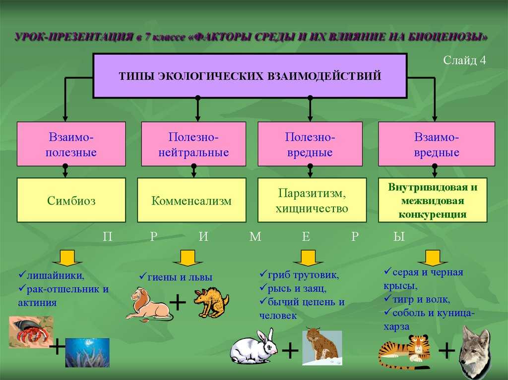 Что такое экология: кто ввел термин, что изучает, виды, проблемы