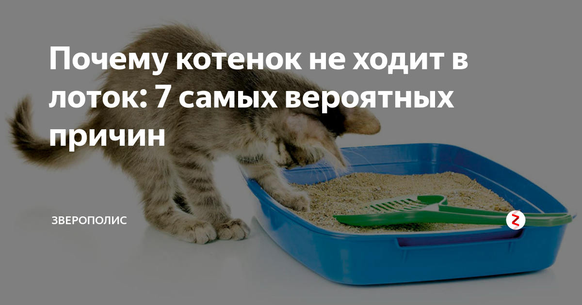 Почему кошка гадит на постель и как отучить ее это делать, видео