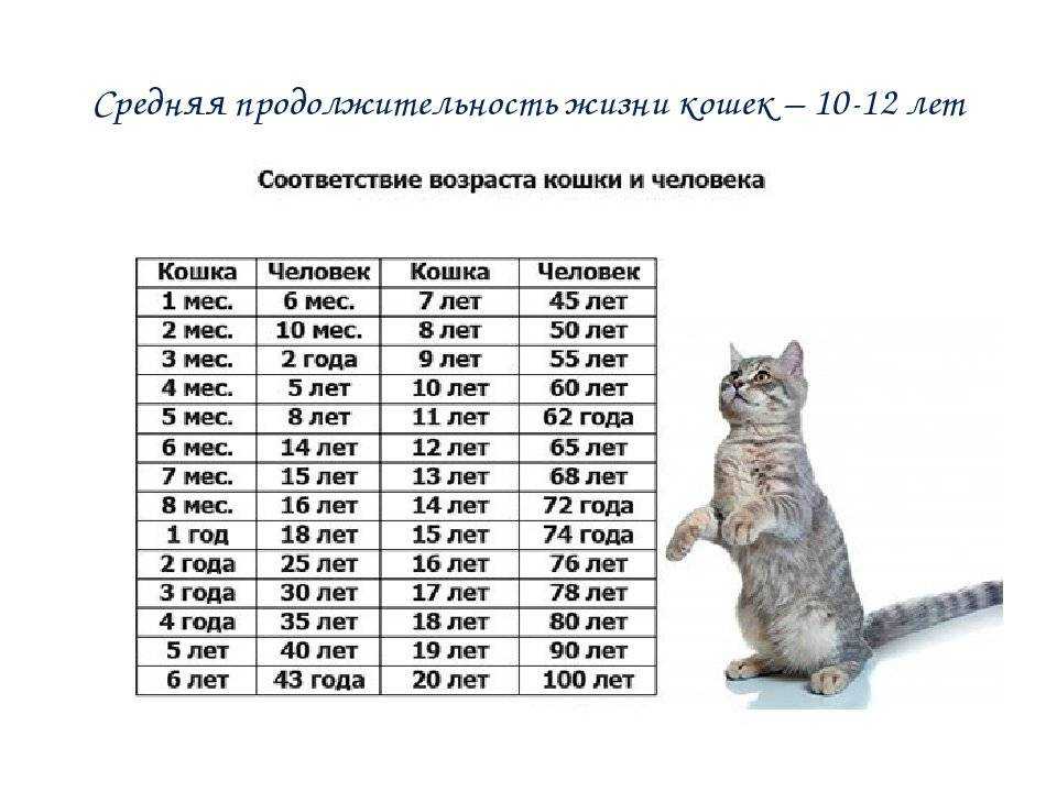 Как определить возраст кошки