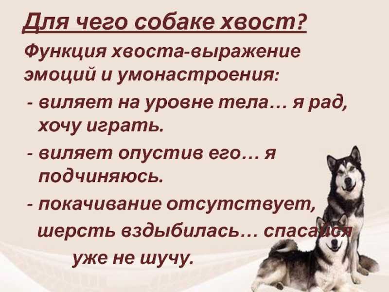 Для чего собаке хвост?