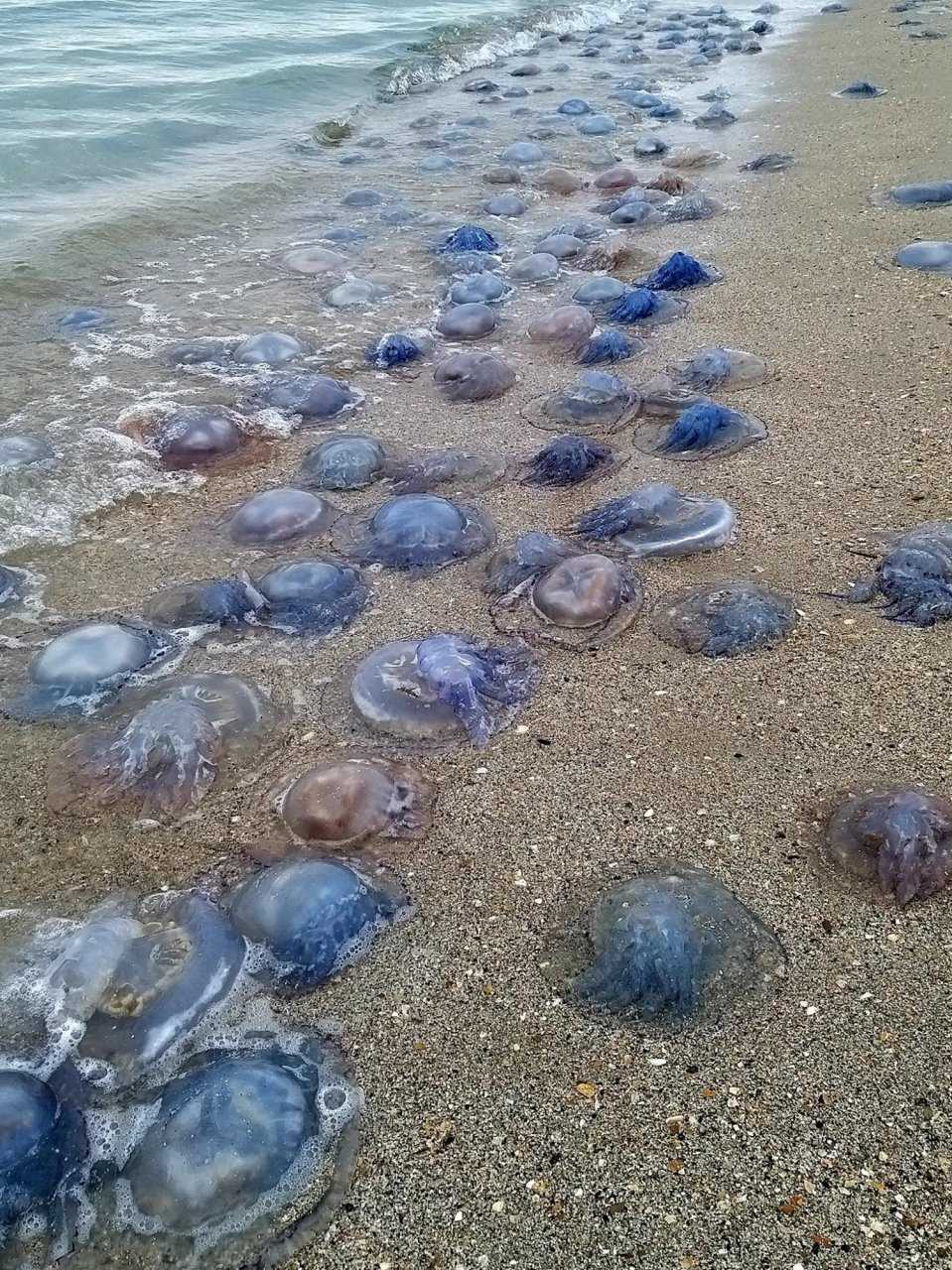Медузы в крыму