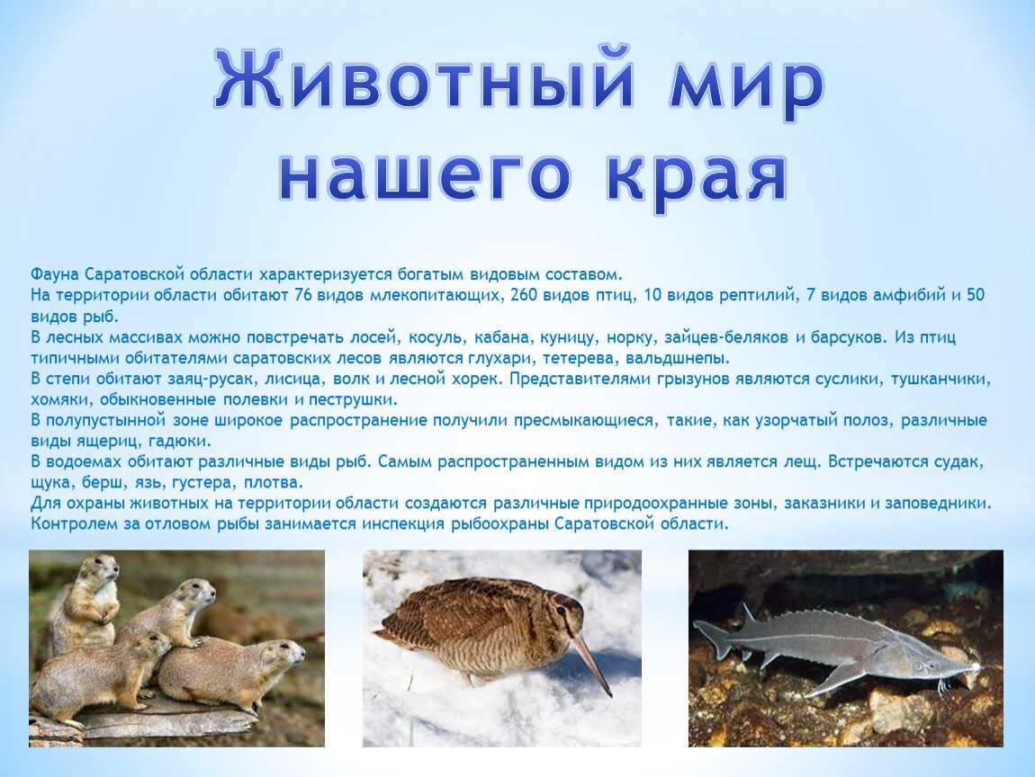 Птицы саратовской области презентация