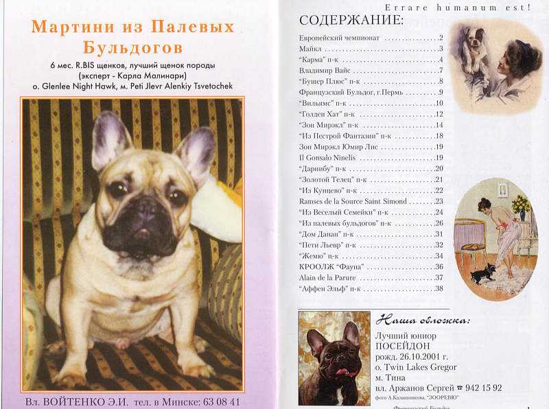Французский бульдог: характеристика плюсы и минусы породы, описание, уход и содержание, чем кормить - zoosecrets