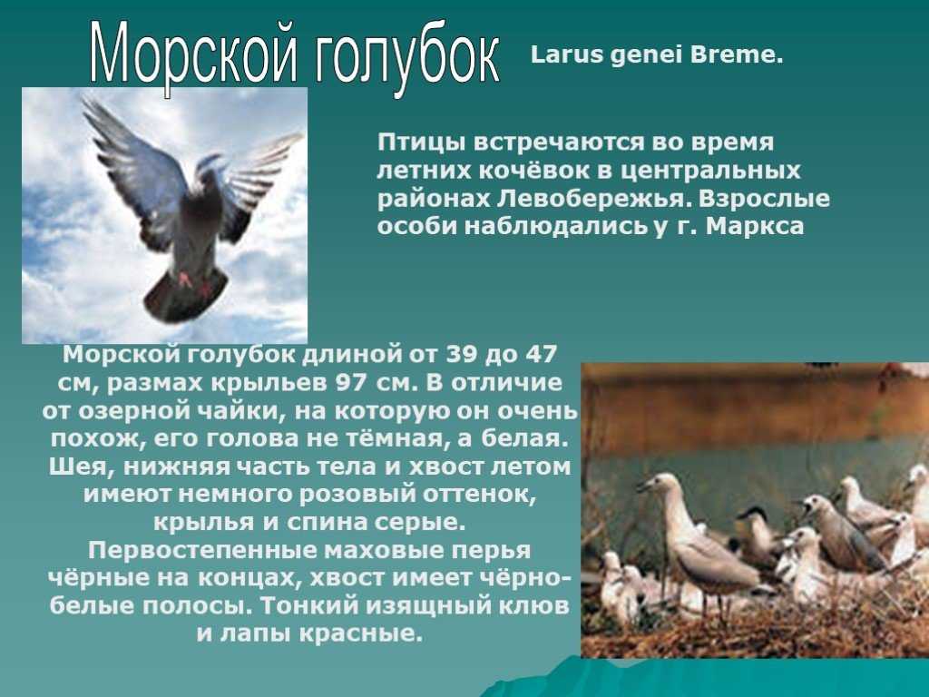 Растения и животные, защищенные красной книгой тверской области