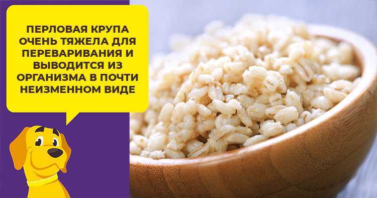 Статья о том, можно ли собакам перловку, и почему нельзя кормить ею часто В ней есть примеры рецептов с советами, на чём приготовить и сколько варить крупу, а также как давать кашу щенкам, беременным и кормящим питомцам разных пород